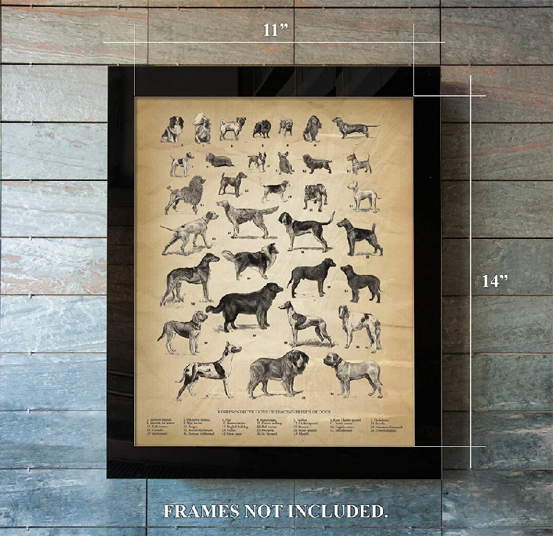 Breeds of Dogs - 11 x 14" UNFRAMED Print