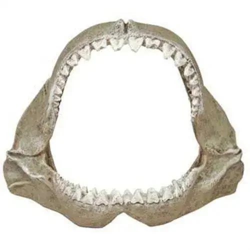 - Air box TSA certified check-inBlue Ribbon Exotic Environments Great White Shark Jaws Ornament - Air box TSA certified check-inBlue Ribbon Exotic Environments Great White Shark Jaws Ornament