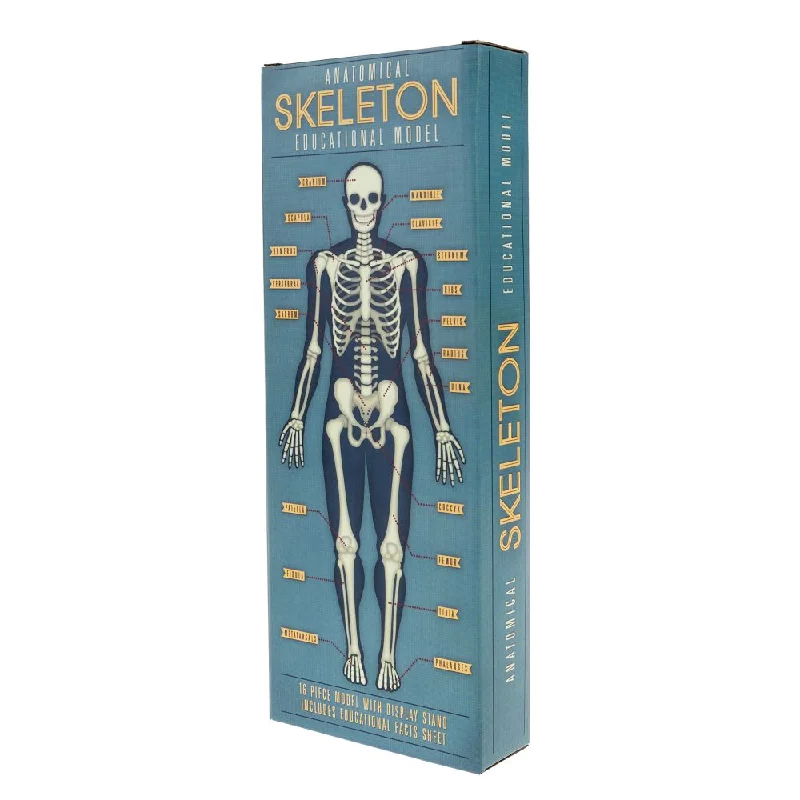 - Winter warm clothes for short-haired dogsAnatomical Skeleton Model