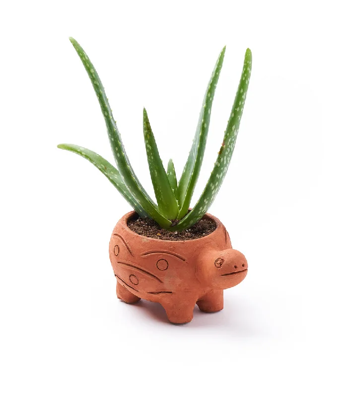 ---Rakshana Plant Pals - Turtle (Large)